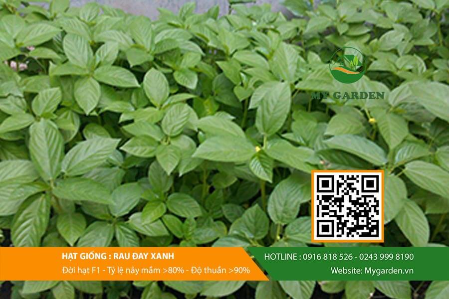 Hạt giống rau đay xanh F1 Việt Nam gói 10 gram