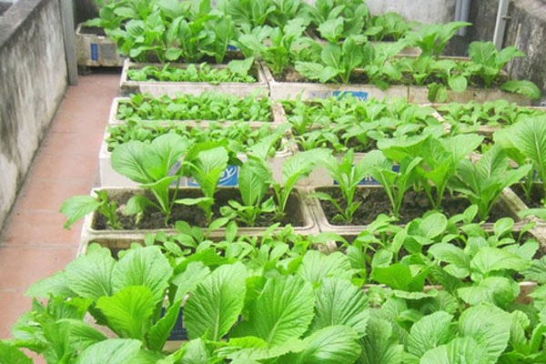 Cách trồng rau sạch tại vườn