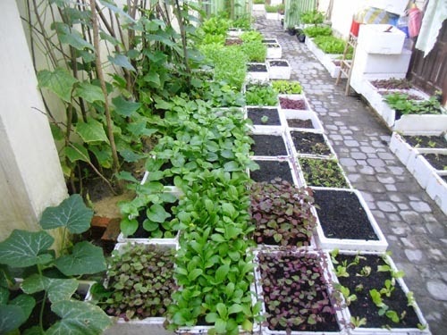 cách trồng rau sạch tại nhà bằng thùng xốp | Flash Wanted