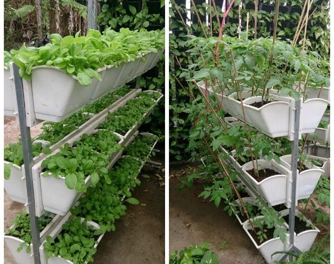 Top mô hình trồng rau sạch tại nhà hẹp đơn giản hiệu quả nhất  Cleanipedia