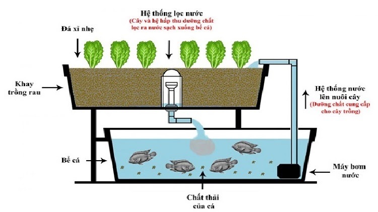 Mô hình Aquaponics: Nuôi cá kết hợp trồng rau thủy canh