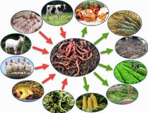 Thức ăn cho trùn tốt nhất là một nửa rác hữu cơ, một nửa phân động vật