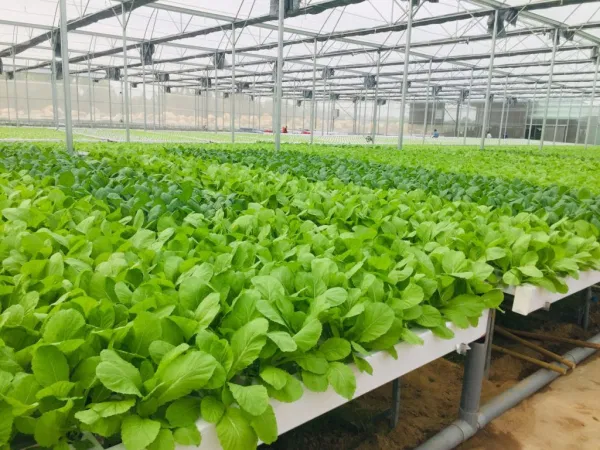 An Nhiên Foods với mô hình trồng rau sạch công nghệ cao 5 không