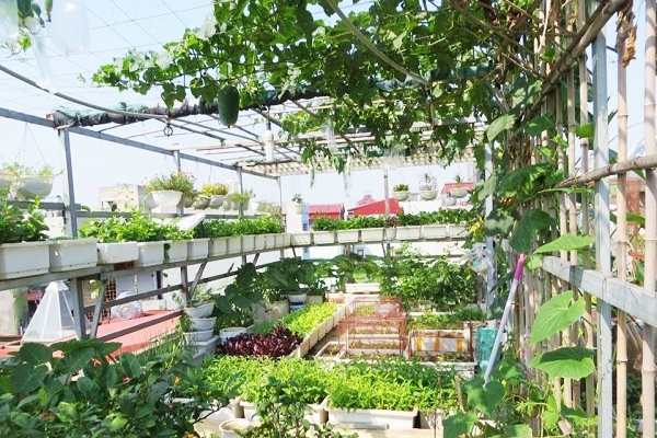 Mô hình trồng rau sạch trên sân thượng tiết kiệm diện tích đáng kể