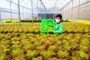 Mô hình trồng rau sạch/an toàn xuất khẩu mang đến lợi ích kinh tế cao