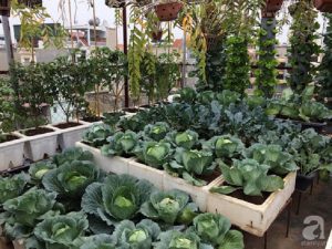 cach-cham-soc-rau-cai-bap