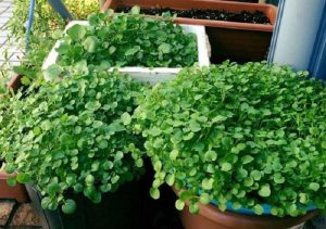 cham-soc-rau-cai-xoong