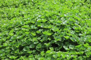 cham-soc-rau-ma-hieu-qua