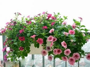 dat-trong-hoa-da-yen-thao-1