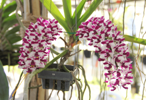 Lan Ngọc Điểm có mức giá không quá cao, ổn định trên thị trường