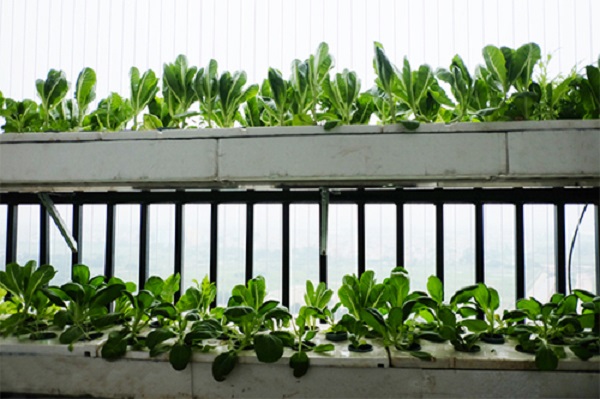 thiết kế vườn rau ban công giá rẻ tại Hà Nội
