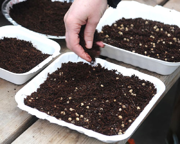 Cách ủ đất trồng dâu tây