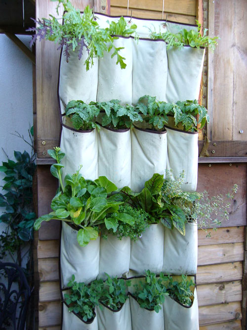 Vườn rau tốt được trồng bằng túi vải