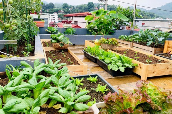 Bật mí kinh nghiệm trồng rau trên sân thượng