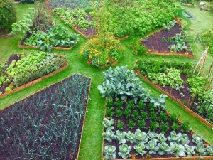 tu-van-cach-thiet-ke-vuon-rau-dep-tai-nha-don-gian-gia-re