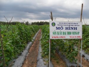 Lựa chọn đất trồng theo đúng kỹ thuật trồng rau sạch VietGAP