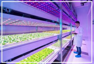 Những ánh sáng đỏ và xanh chiếu xuống cây trồng