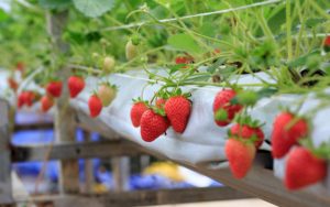 Phân bón dâu tây