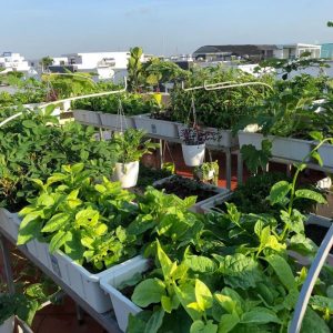 Chậu nhựa trồng rau trên sân thượng