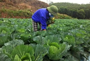 Đất trồng cây hàng năm khác là gì?