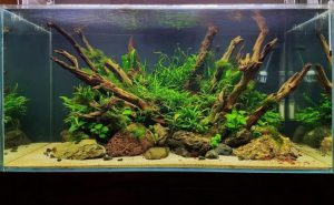 dat-trong-cay-thuy-sinh-2