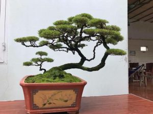 Đất trồng kim sa tùng