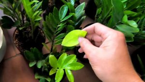 ky-thuat-phong-ngua-sau-benh-cay-kim-tien