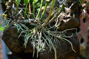 Tác dụng của thuốc kích rễ