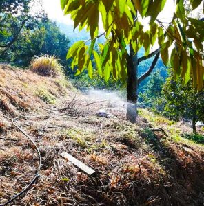 Tưới nước cho sầu riêng