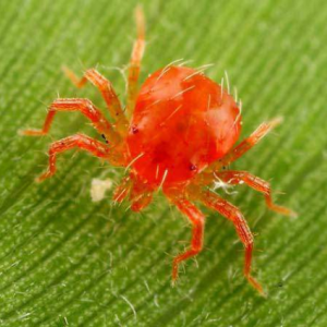 Cận cảnh nhện đỏ