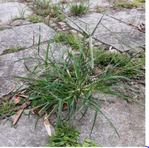 Cỏ dại khiến bạn khó chịu?