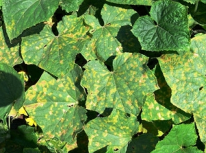 Lá bầu bị bệnh sương mai
