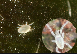 Nhện trắng làm hại cây trồng