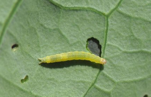 Sâu phá hoại cây trồng