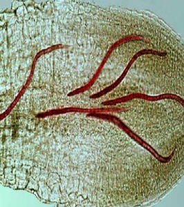 Tuyến trùng trong đất gây hại cây trồng