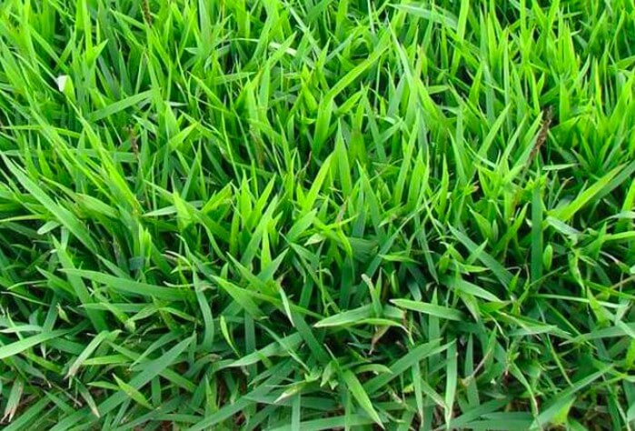 Những tác động của thuốc diệt cỏ tự chế