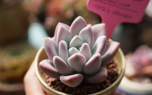 Đất trồng xương rồng sen đá