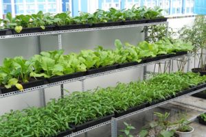 Giàn trồng rau sạch tại nhà