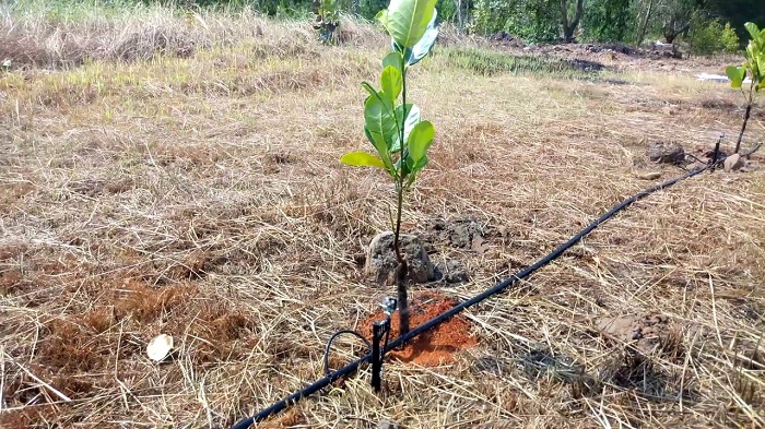 cách trồng cây mít Thái tại nhà hiệu quả