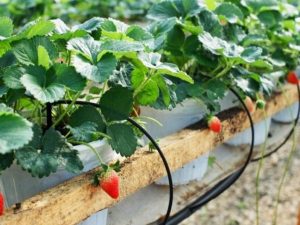 Hệ thống tưới nhỏ giọt cho dâu tây