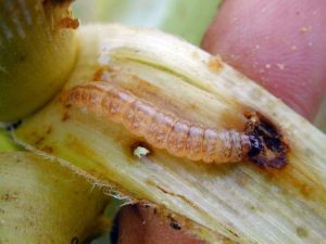 Sâu đục thân