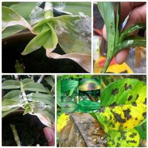 thuốc đặc trị nấm cho cây trồng