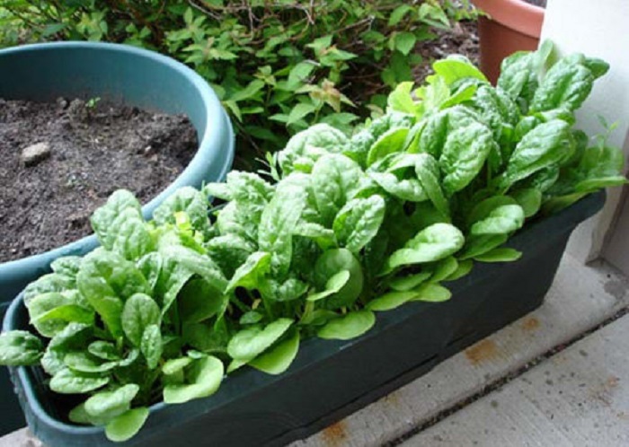 bí quyết trồng cải bó xôi tại nhà