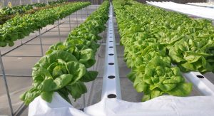 Trồng rau theo phương pháp thủy canh