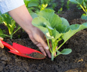 Bón phân lá magie tốt cho cây trồng