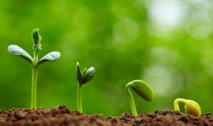 Hạt giống rau và những điều cần biết khi ươm trồng