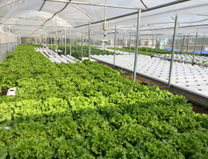Trồng rau sạch quy mô công nghiệp theo phương pháp thủy canh
