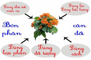 bon-phan-cho-cay-ra-hoa