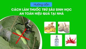 tự làm thuốc trừ sâu sinh học tại nhà