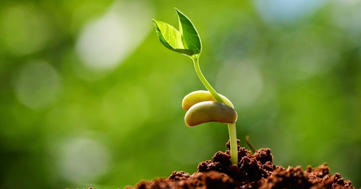 Phân bón lá Rootwell giúp nâng cao mức độ hấp thụ dinh dưỡng của cây trồng